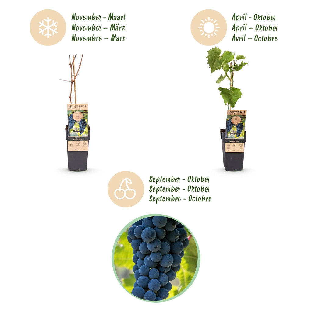 Fruitplant - Vitis vinifera Boskoop Glory - Druivenplant - Winterhard - Blauwe Druif - 2 Planten - Pot 15cm - Hoogte 50cm