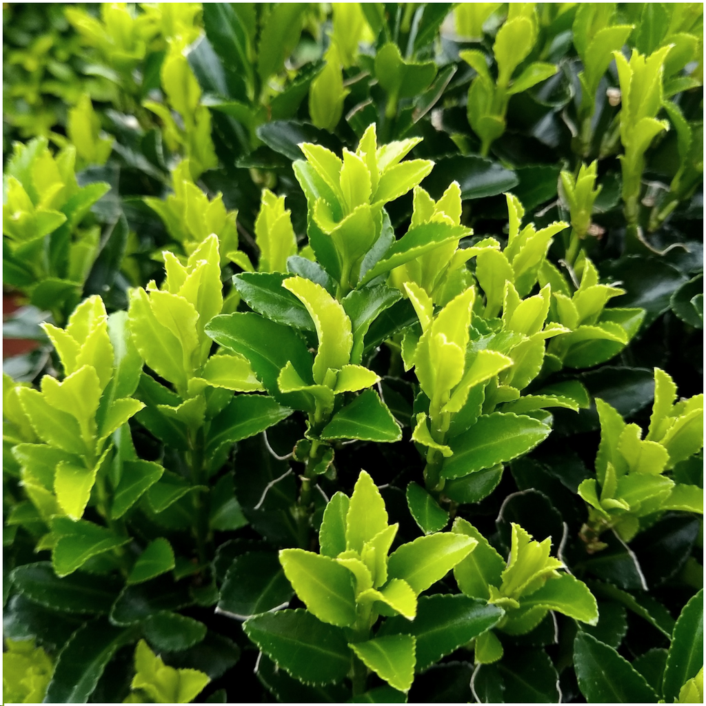 12x Euonymus 'Green Spire' 2x - 12 x Ø 7 cm - ↨ 15 cm