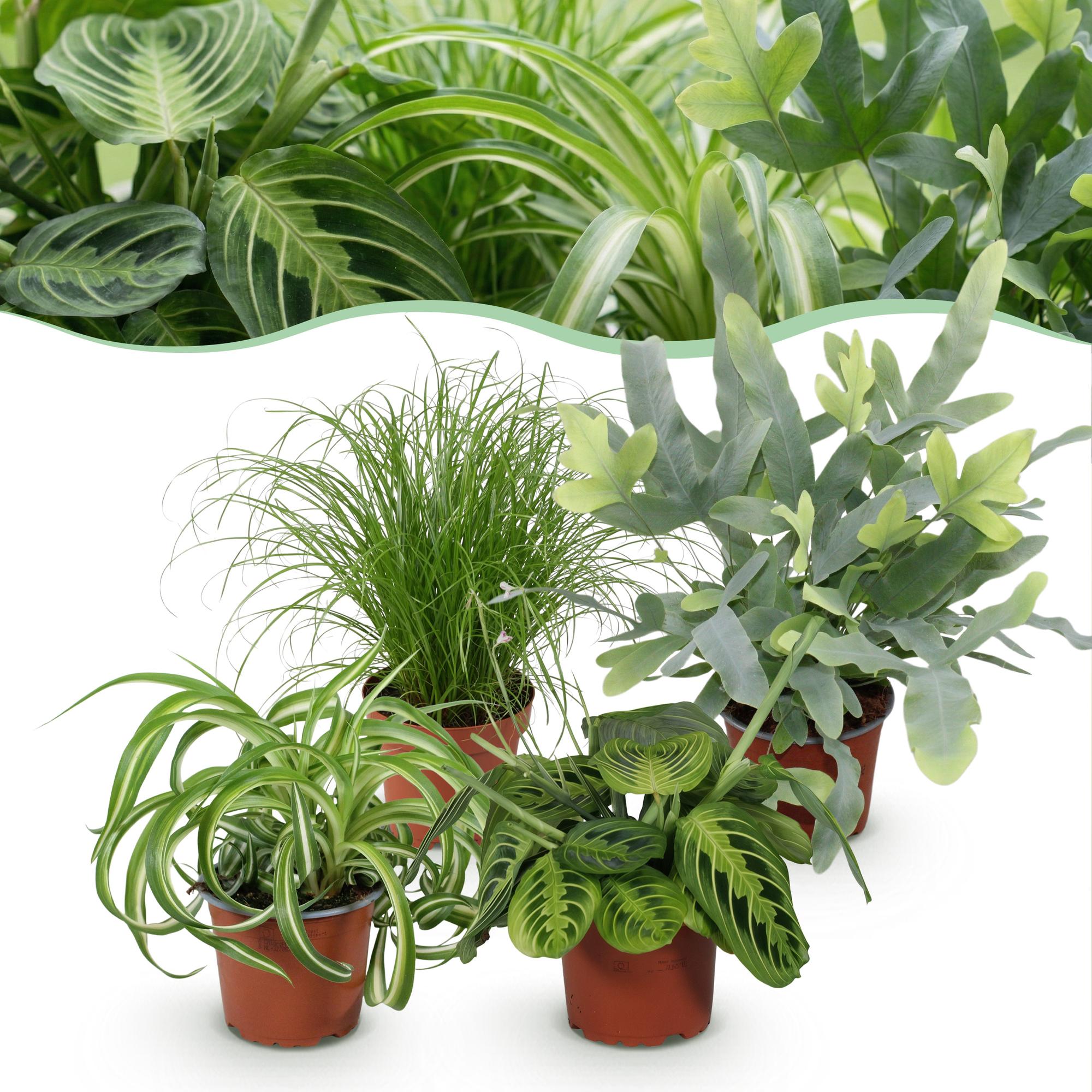 Kamerplant - Chlorophytum - Cyperus - Phlebodium - Marantha - Mix van 4 - Huisdiervriendelijke Planten - Groen - 4 Planten - Pot 12cm - Hoogte 25cm