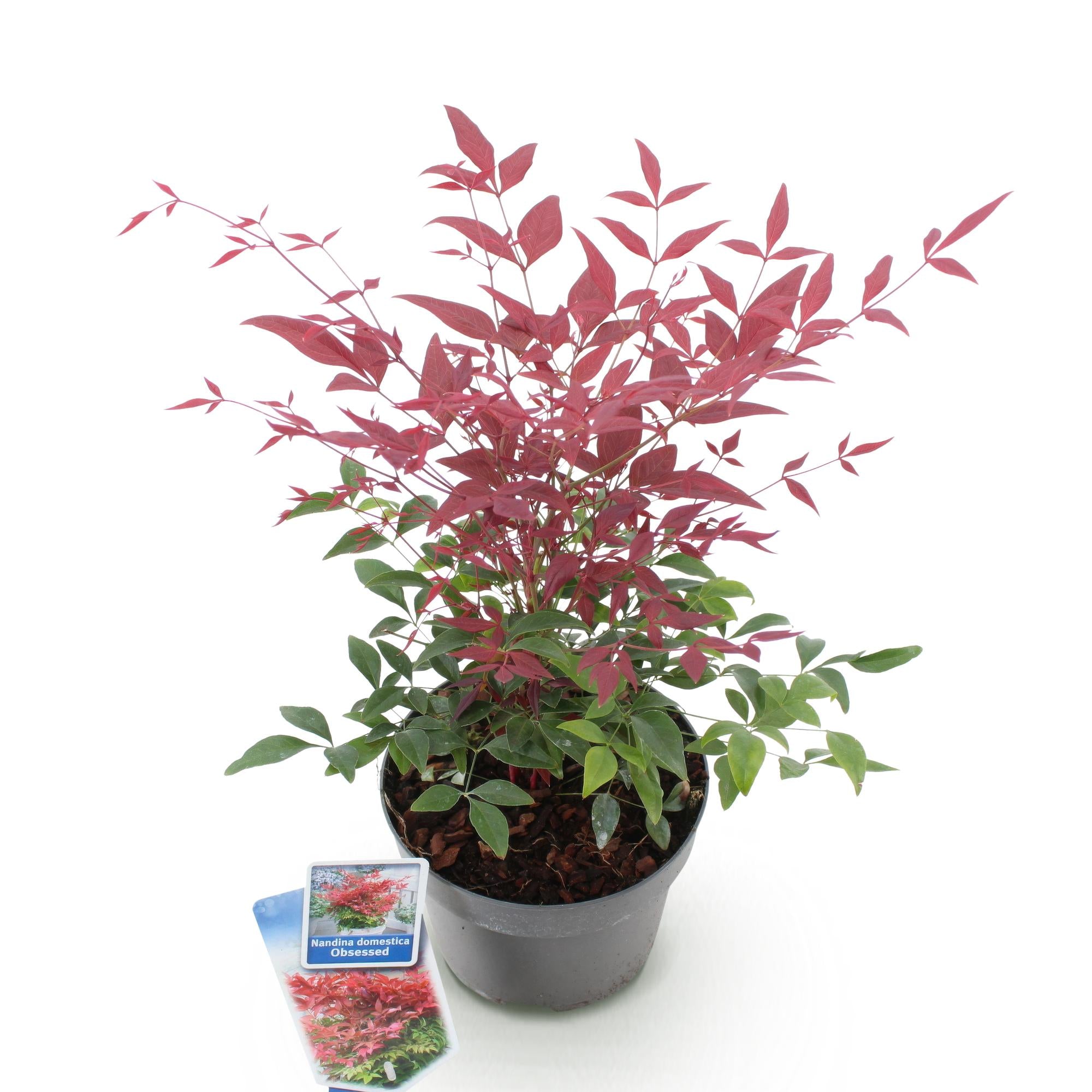 Tuinplant - Nandina Obsessed - Rood - 1 Plant - Groenblijvend - Weinig Onderhoud - Pot 17cm Hoogte 45cm