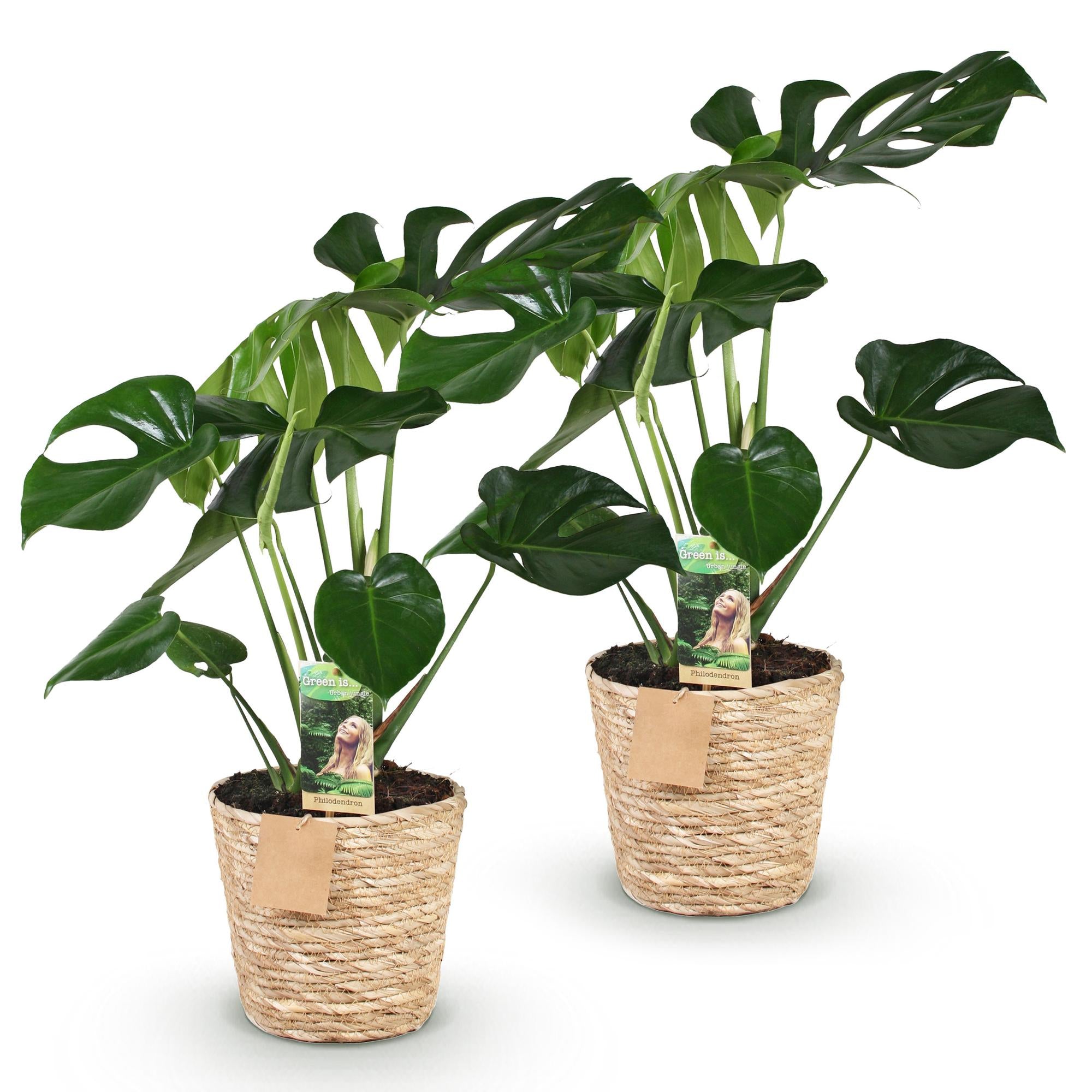 Green is... Kamerplanten - Monstera Deliciosa - Gatenplant - Weinig onderhoud - met mand - Groen - 2 Planten - Pot 17cm - Hoogte 50-55cm
