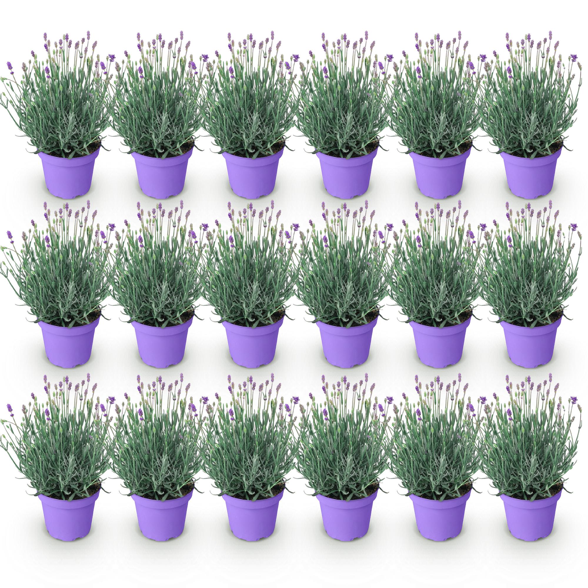 Tuinplant - Lavandula angustifolia Munstead - Lavendel - Winterhard - Paars - 18 Planten - Pot 12cm - Hoogte 15-25cm