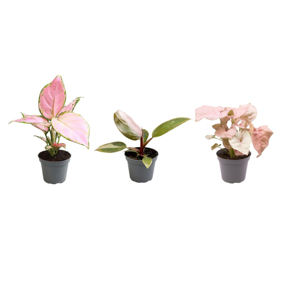 Pink is the new green P6,5