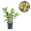 Pluim Hortensia - Hydrangea panniculata Wims Red - Bloem Wit Rood  - 1 Plant - Bladverliezend - Grote Bloemen - Pot 17cm Hoogte 50cm