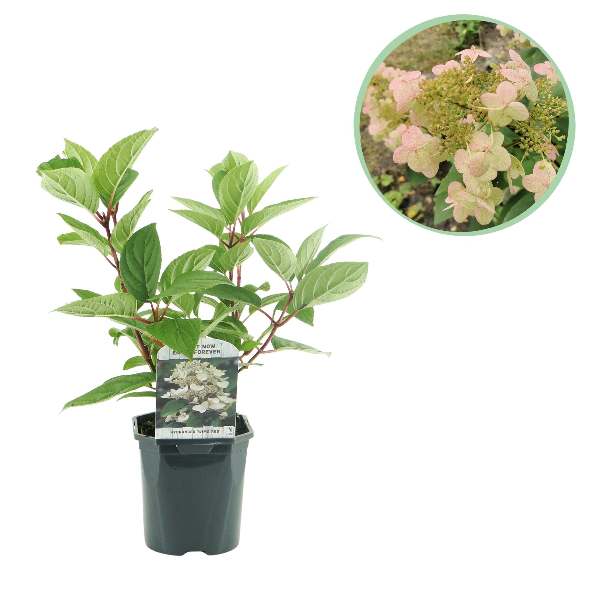 Pluim Hortensia - Hydrangea panniculata Wims Red - Bloem Wit Rood  - 1 Plant - Bladverliezend - Grote Bloemen - Pot 17cm Hoogte 50cm