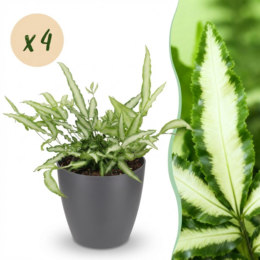 Kamerplant - Pteris cretica Albolineata - Lintvaren - Huisdiervriendelijke Plant - Groen - 4 Planten - met Potter Grijs - Pot 12cm - Hoogte 20cm