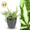 Kamerplant - Pteris cretica Albolineata - Lintvaren - Huisdiervriendelijke Plant - Groen - 4 Planten - met Potter Grijs - Pot 12cm - Hoogte 20cm