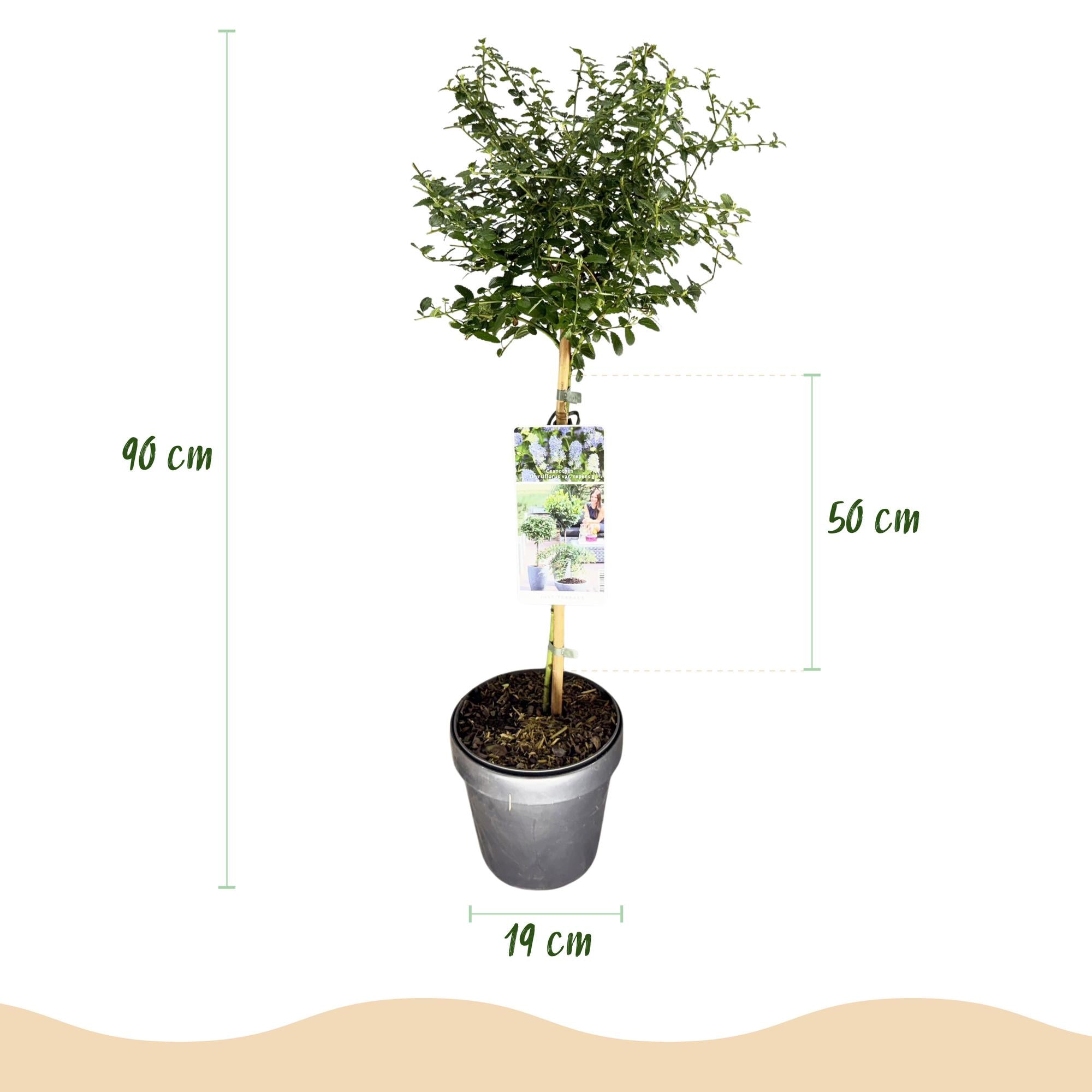 Plant op Stam - Ceanothus thyrsiflorus Repens - Terras Plant - Bladhoudend - Winterhard - Paarse Bloem - Pot 19cm Hoogte 90cm