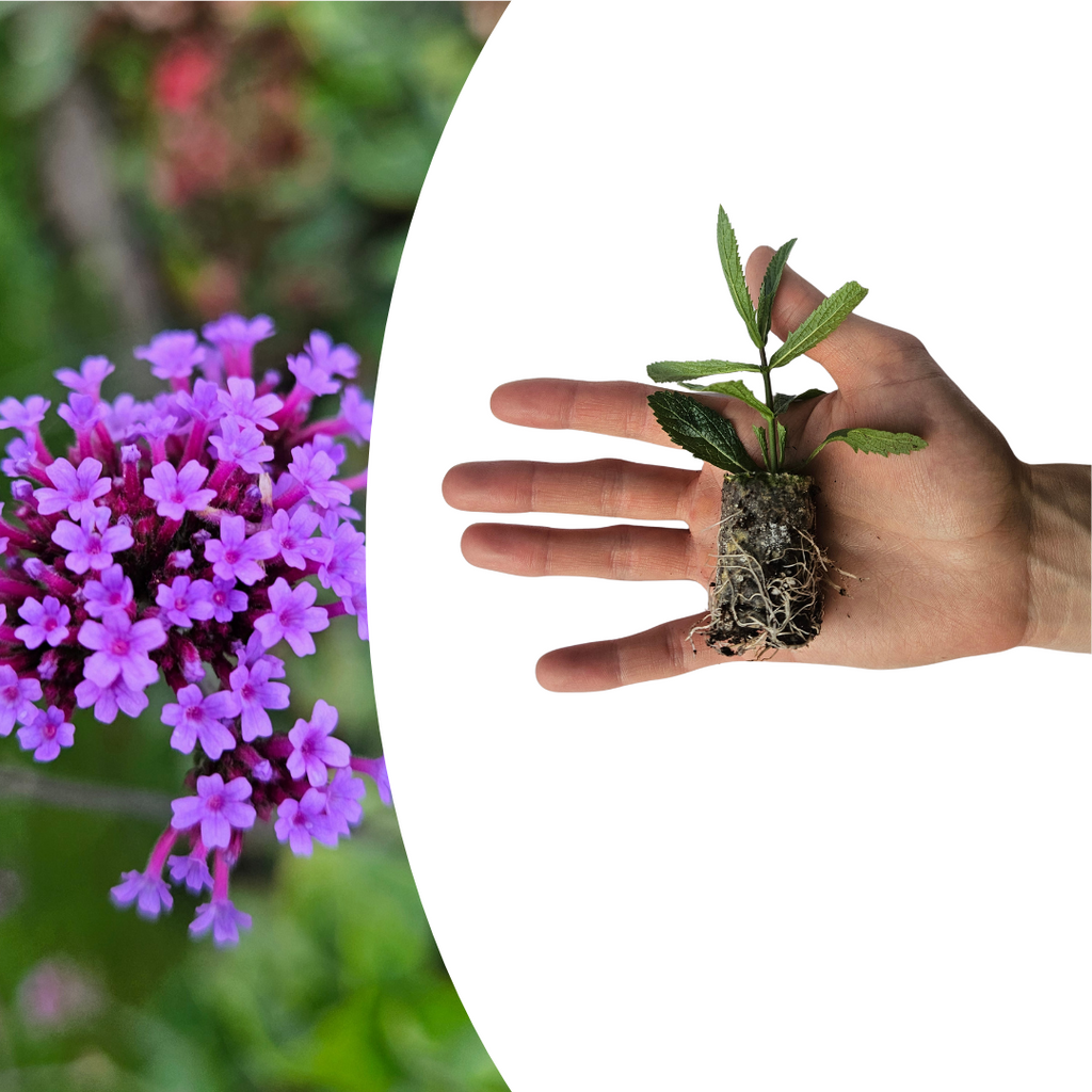 Verbena – 6 Pluggen | Kweek & Geniet van Prachtige Verbena