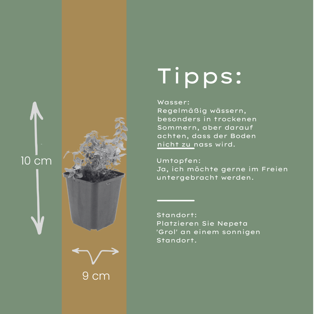12x Nepeta 'Grol' - ↕10-25cm - Ø9cm