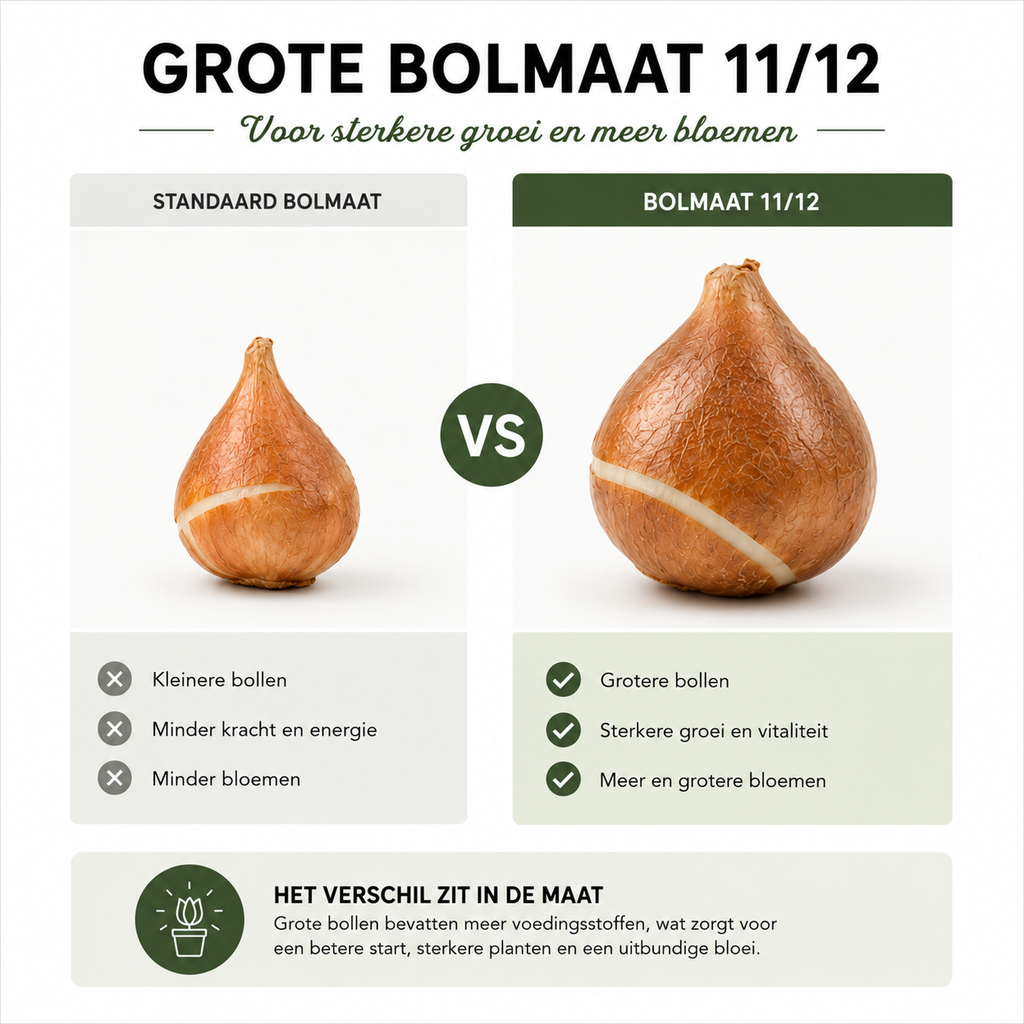 Tulpenbollen Light and Dreamy – 20 Stuks | KH Bloembollen® | Prachtige Pastelkleuren – Voor Tuin of Pot – Maat 11/12 – Vers van de Teler!