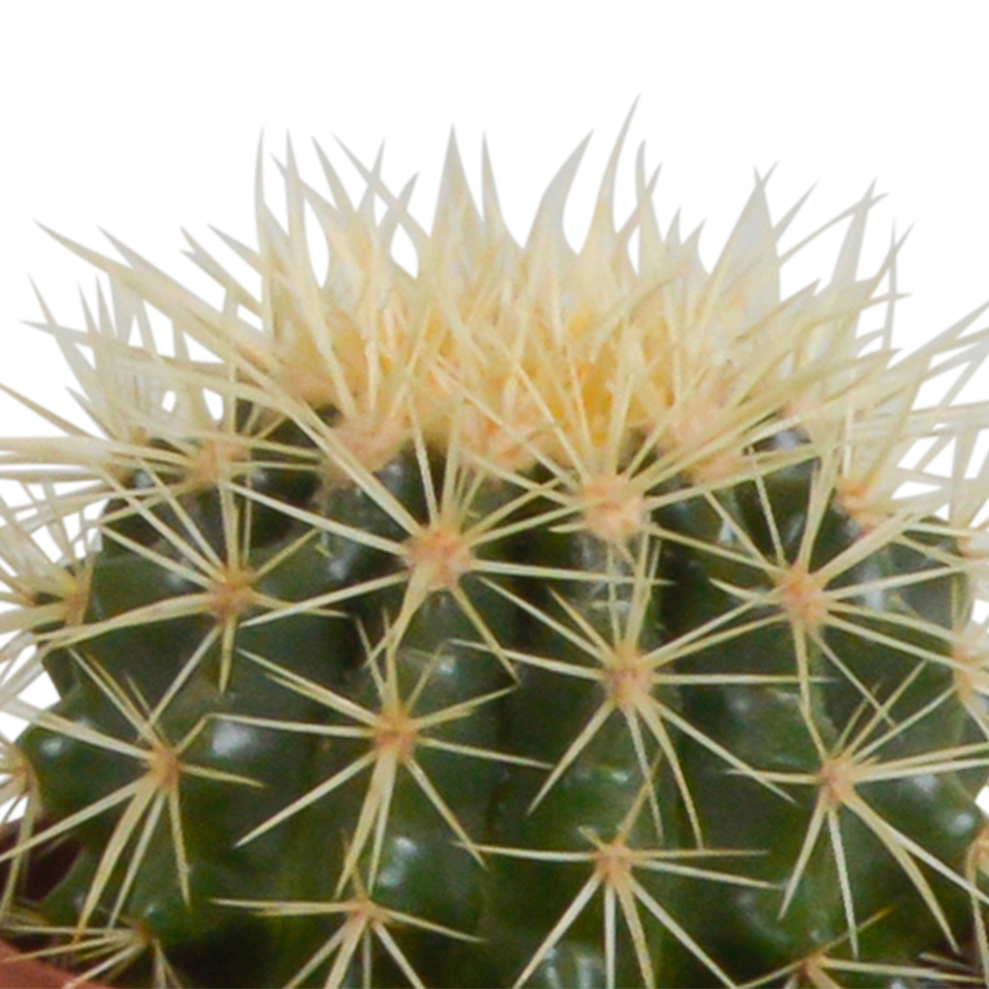 Cactus mix 10.5 cm - 3x - in witte pot