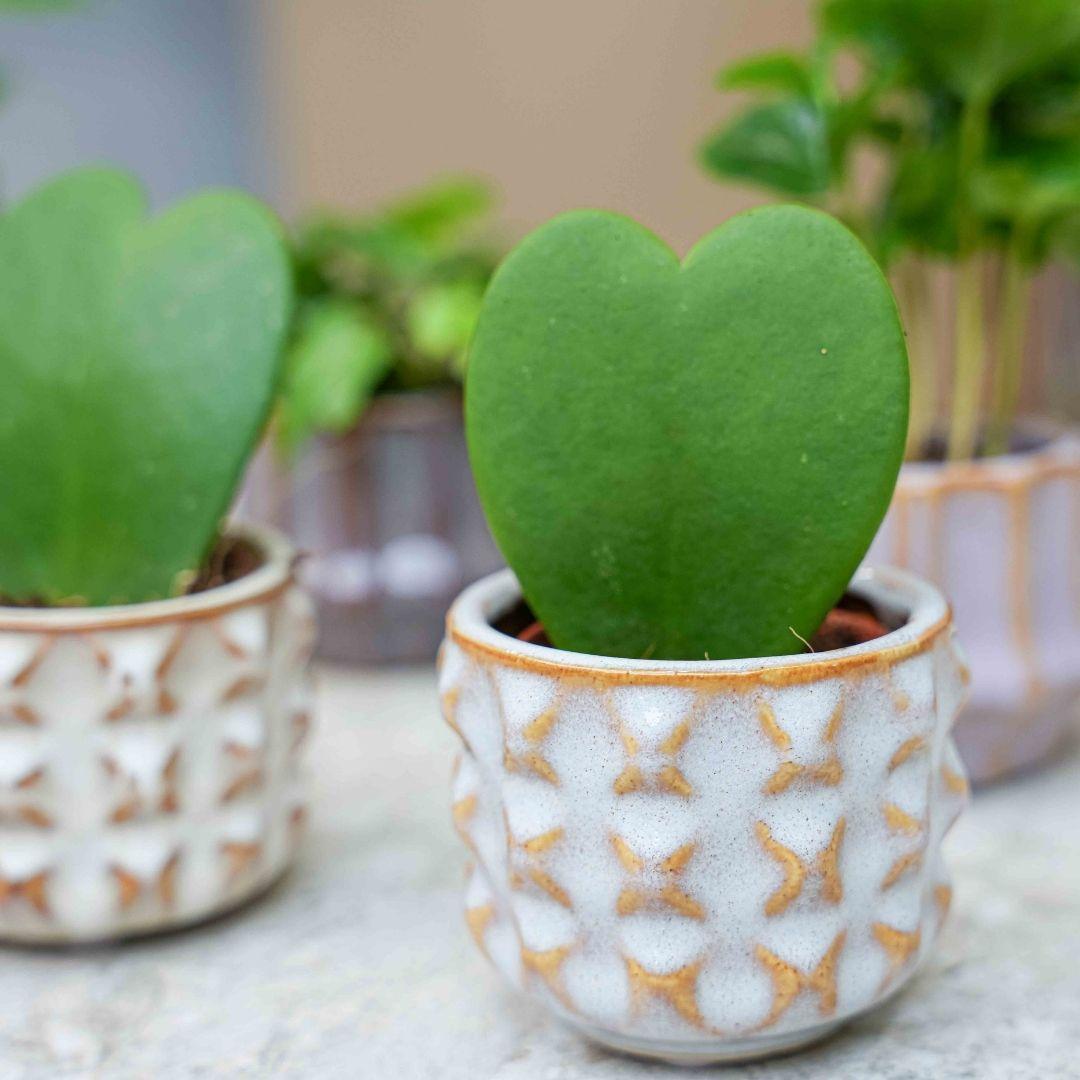 Plant set van 6 met pot set San Juan - Cactus mix - Ø 6 cm