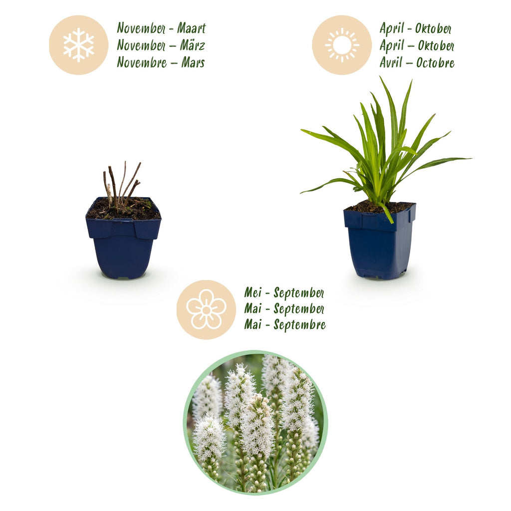 Vasteplant - Liatris spicata Alba - Lampenkruid - Bijen- en vlinderlokkers - Wit - 24 Planten - Pot 11cm - Hoogte 15-25cm