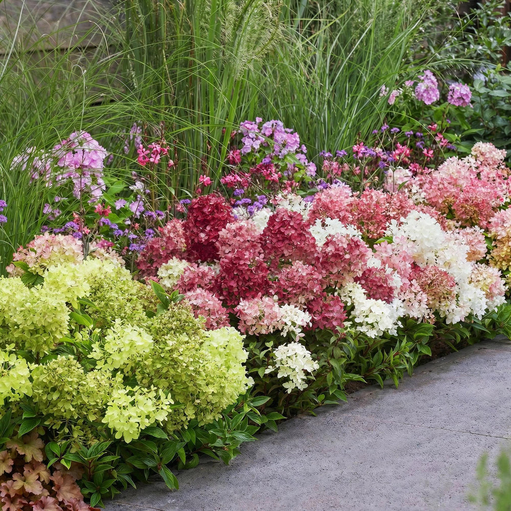 Tuinplant - Hydrangea panniculata Groundbreaker Blush -Greeny - Ruby - Pluimhortensia - Compact - Roze-Groen-Rood - 3 Planten - Pot 14cm - Hoogte 20-25cm