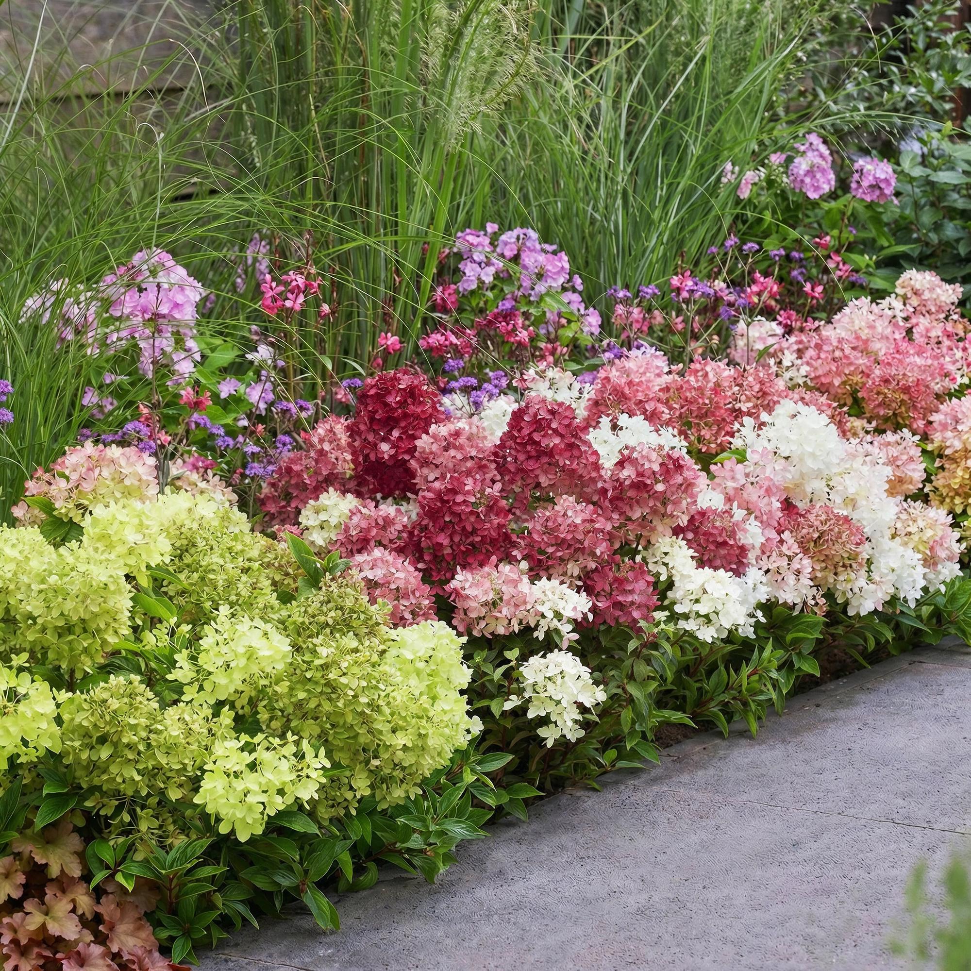 Tuinplant - Hydrangea panniculata Groundbreaker Blush -Greeny - Ruby - Pluimhortensia - Compact - Roze-Groen-Rood - 3 Planten - Pot 14cm - Hoogte 20-25cm