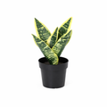 ARTIFICIAL Sansevieria laurentii - 21cm