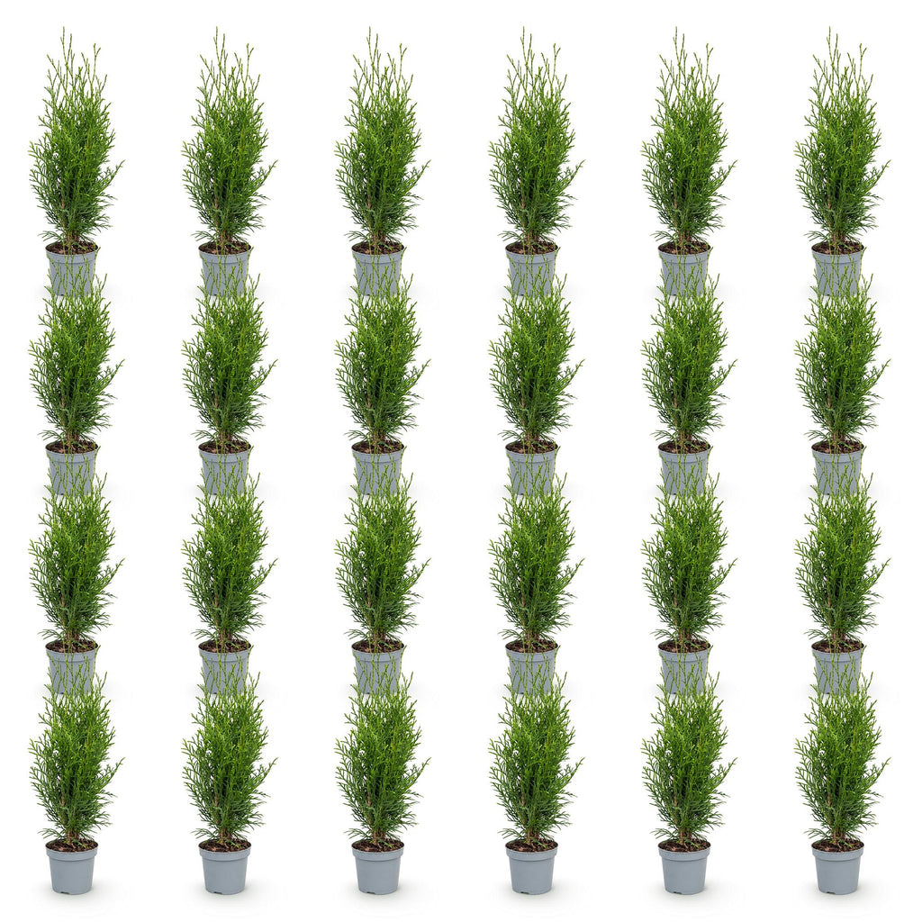 24x Thuja occidentalis Smaragd - Levensboom - Haagplanten - Groenblijvend - Groen - Pot 9cm - Hoogte 20-30cm