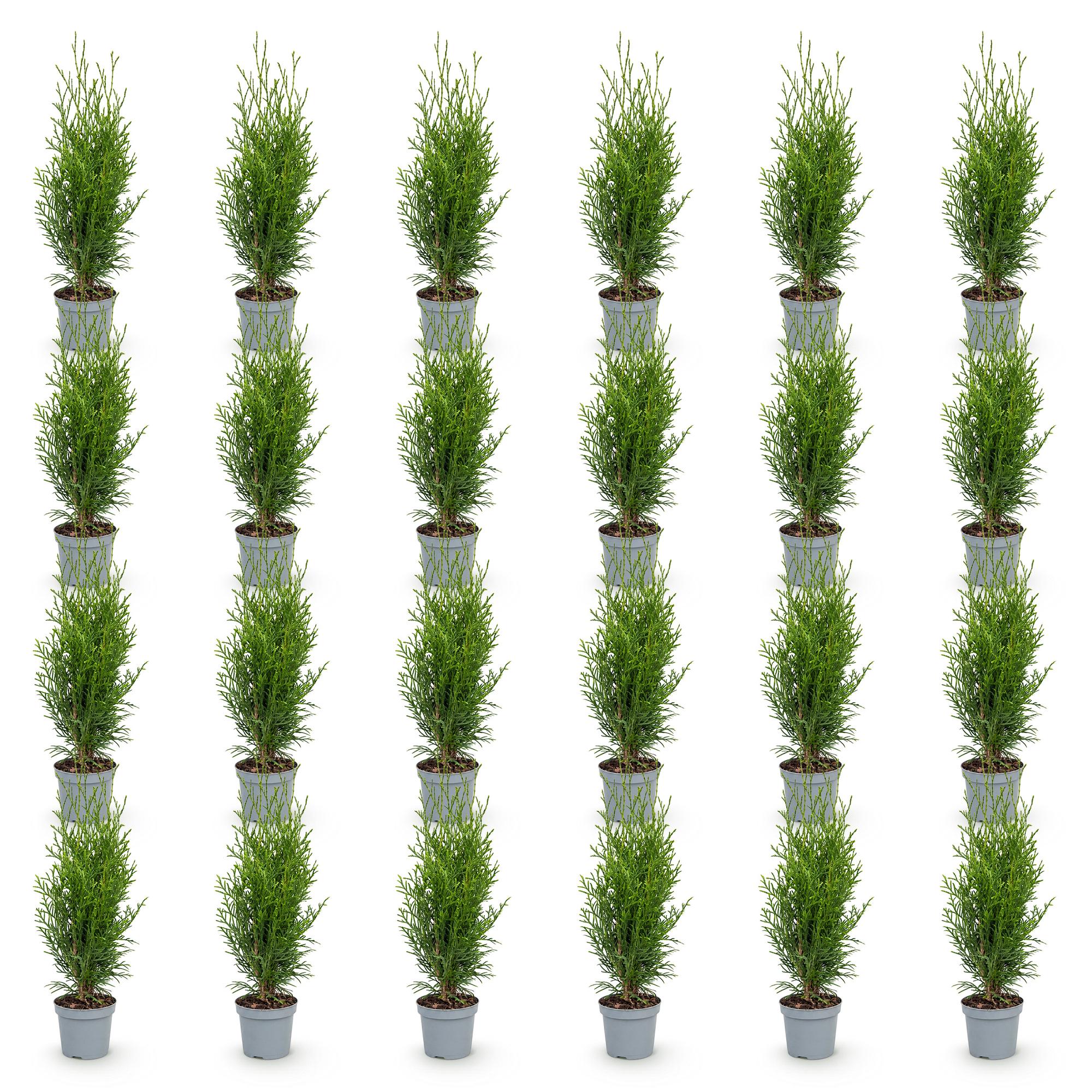 24x Thuja occidentalis Smaragd - Levensboom - Haagplanten - Groenblijvend - Groen - Pot 9cm - Hoogte 20-30cm