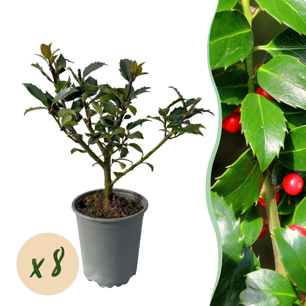 Haagplanten - Ilex Blue maid- blad groen - 8 planten - 1 strekkende meter - groenblijvend - pot 9cm hoogte 25-30cm