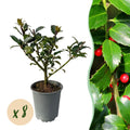 Haagplanten - Ilex Blue maid- blad groen - 8 planten - 1 strekkende meter - groenblijvend - pot 9cm hoogte 25-30cm