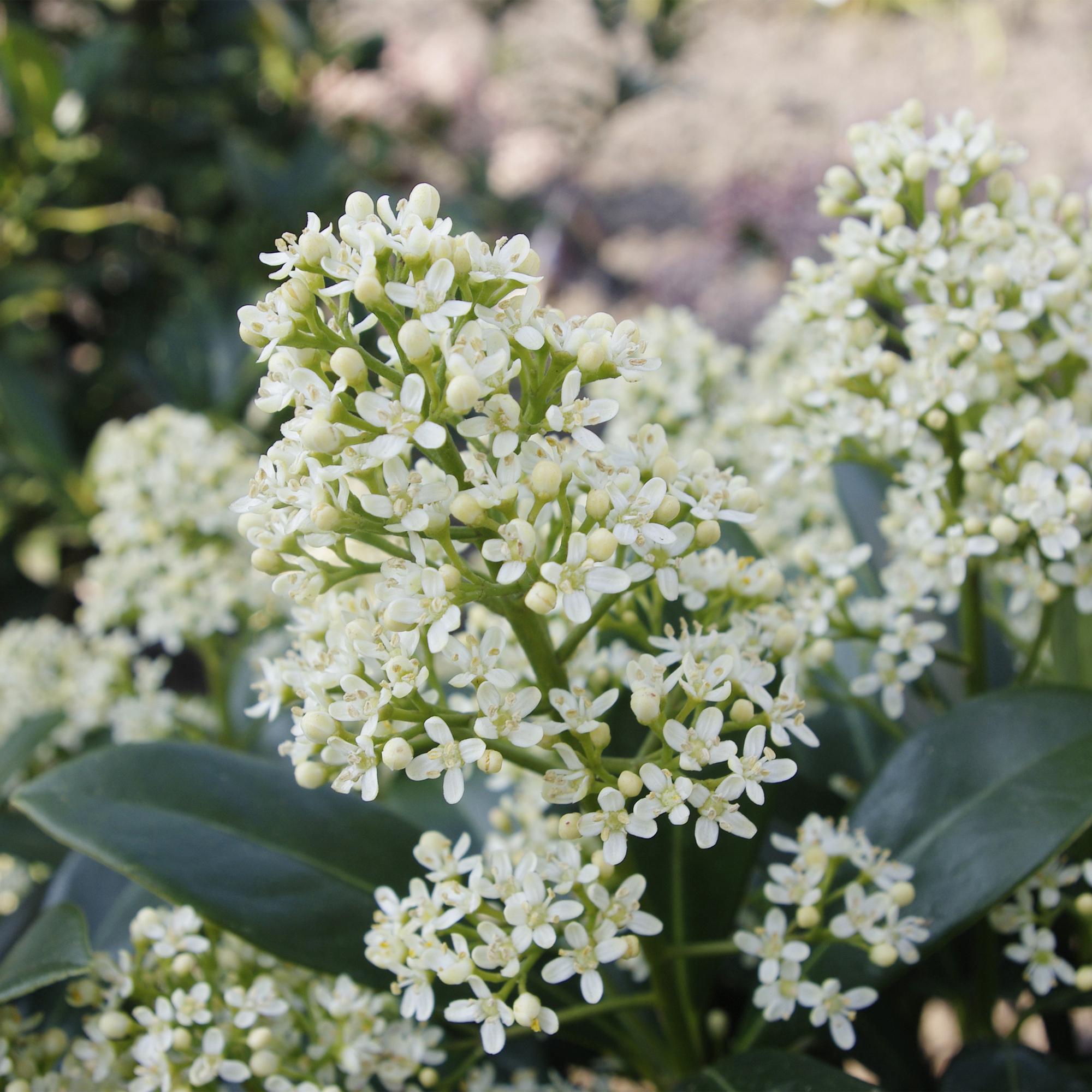 Terrasplant - Skimmia japonica Finchy - Bloem Wit - 40+ Bloemen - 2 Plant - Winterhard - Pot 19cm Hoogte 60cm