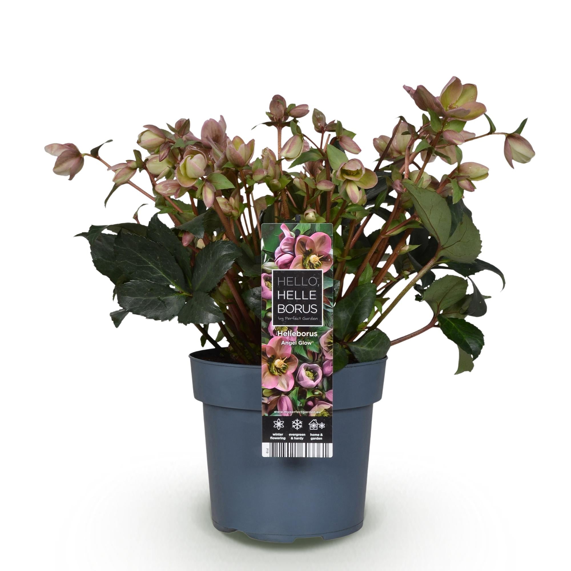 Tuinplant - Lenten Rose -  Helleborus Angels Glow - Roze Bloem - Groenblijvend - Pot 19cm Hoogte 50cm