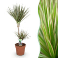 Green is... Kamerplanten - Dracaena Marginata Bicolor - Drakenbloedboom - Weinig onderhoud - Groen - 1 Plant - Pot 21cm - Hoogte 90-100cm