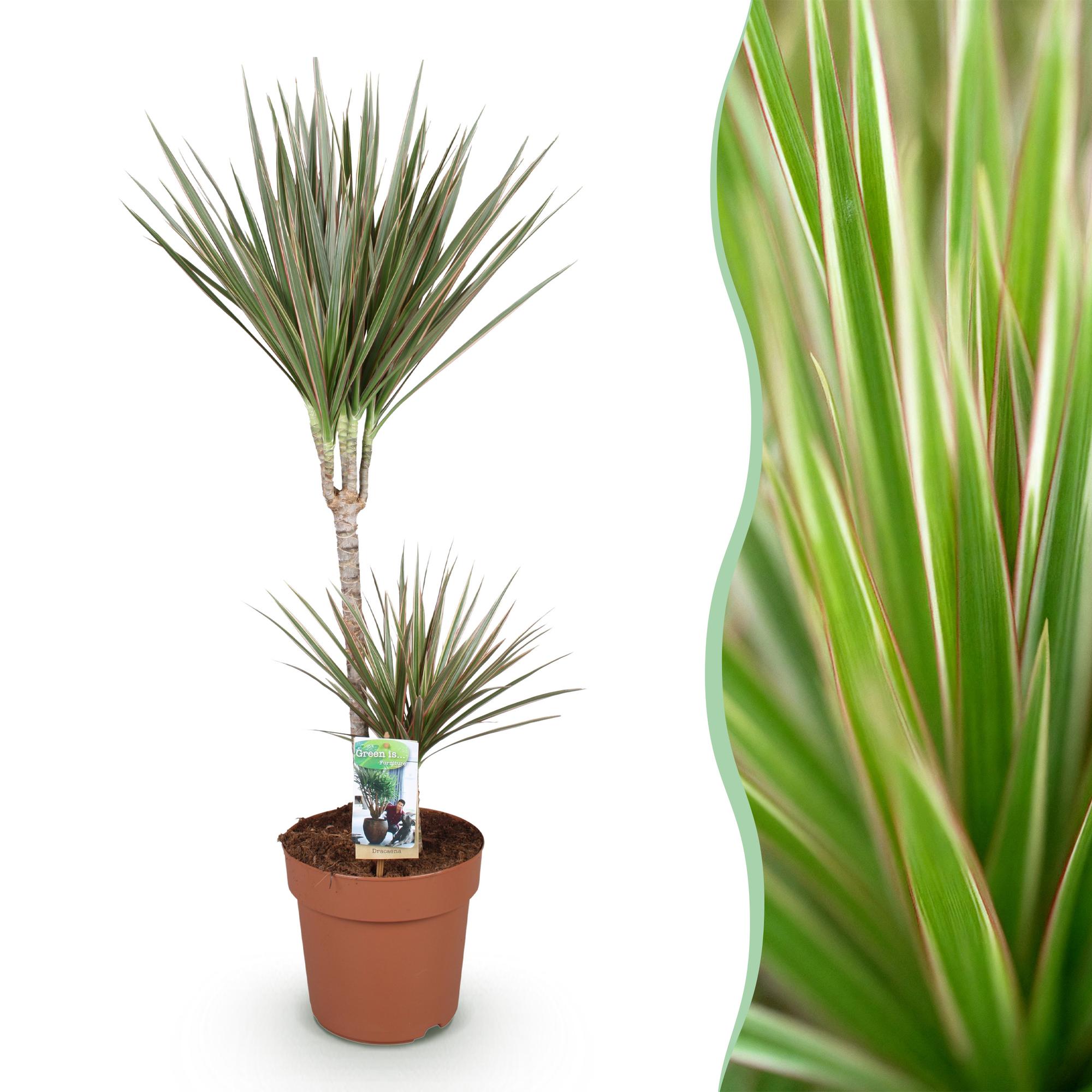 Green is... Kamerplanten - Dracaena Marginata Bicolor - Drakenbloedboom - Weinig onderhoud - Groen - 1 Plant - Pot 21cm - Hoogte 90-100cm