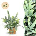 Kamerplant - Phlebodium aureum Blue Star - Blauwe Varen - Huisdiervriendelijke Plant - Blauw - 4 Planten - met Mand - Pot 12cm - Hoogte 25cm