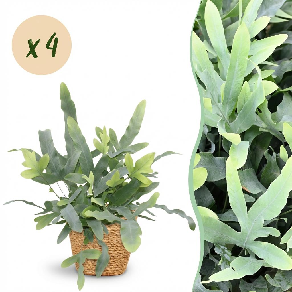 Kamerplant - Phlebodium aureum Blue Star - Blauwe Varen - Huisdiervriendelijke Plant - Blauw - 4 Planten - met Mand - Pot 12cm - Hoogte 25cm