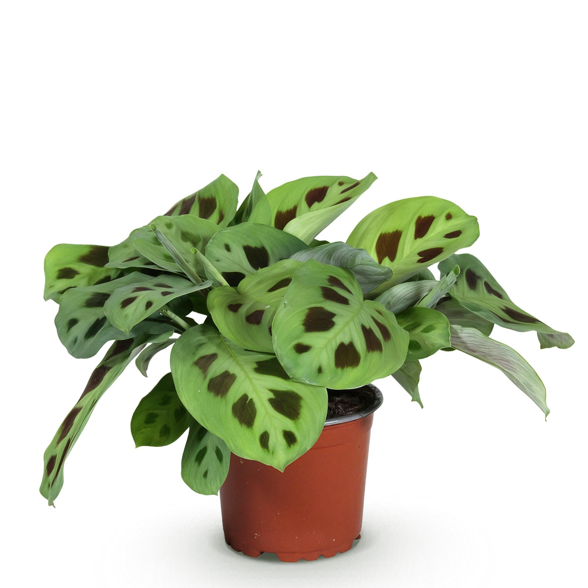 Kamerplant - Maranta Fascinator Kerchoveana - Zebraplant - Huisdiervriendelijke Plant - Groen - 1 Plant - Pot 12cm - Hoogte 25cm
