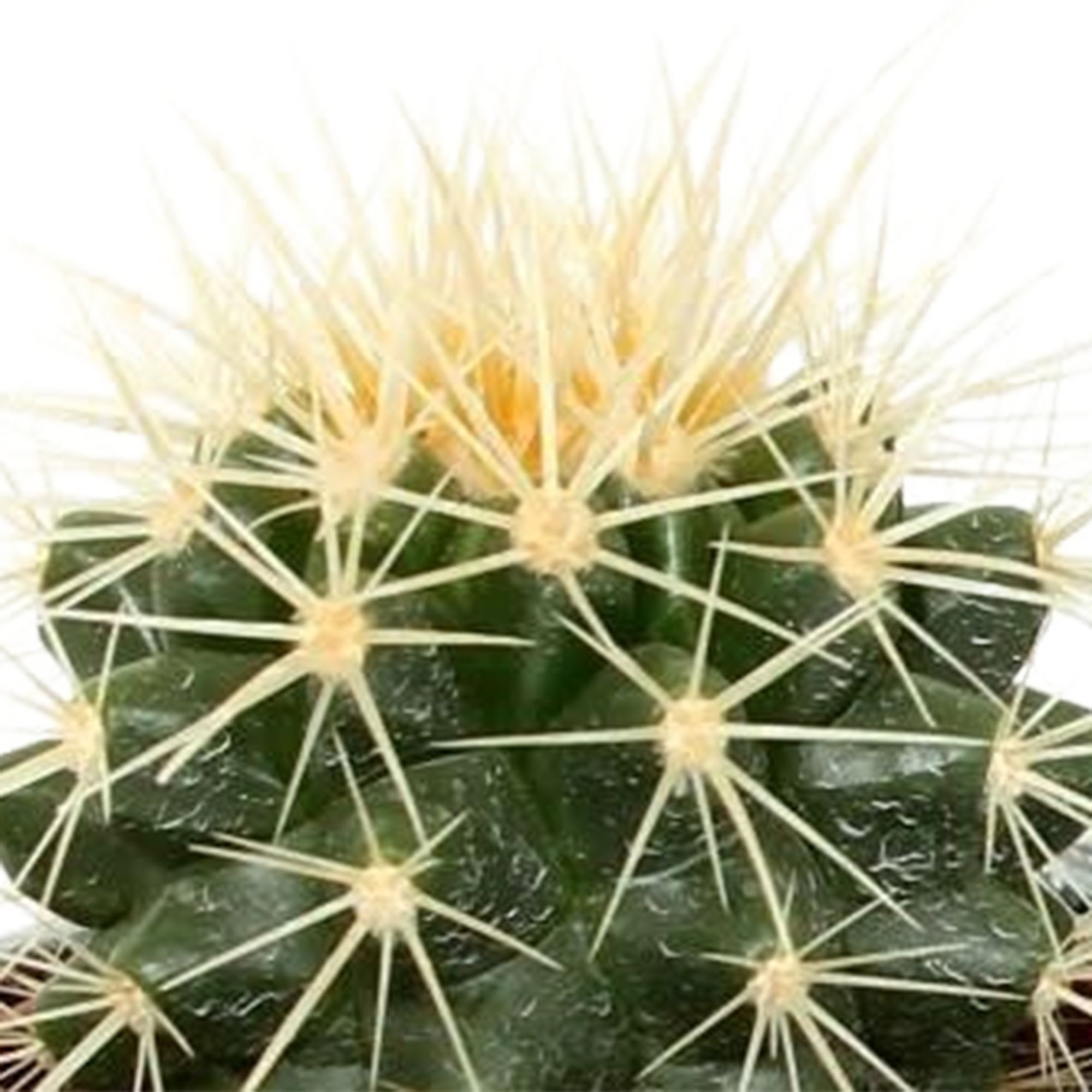 Cactus mix 5.5 cm - 5x - in Mexicaanse pot