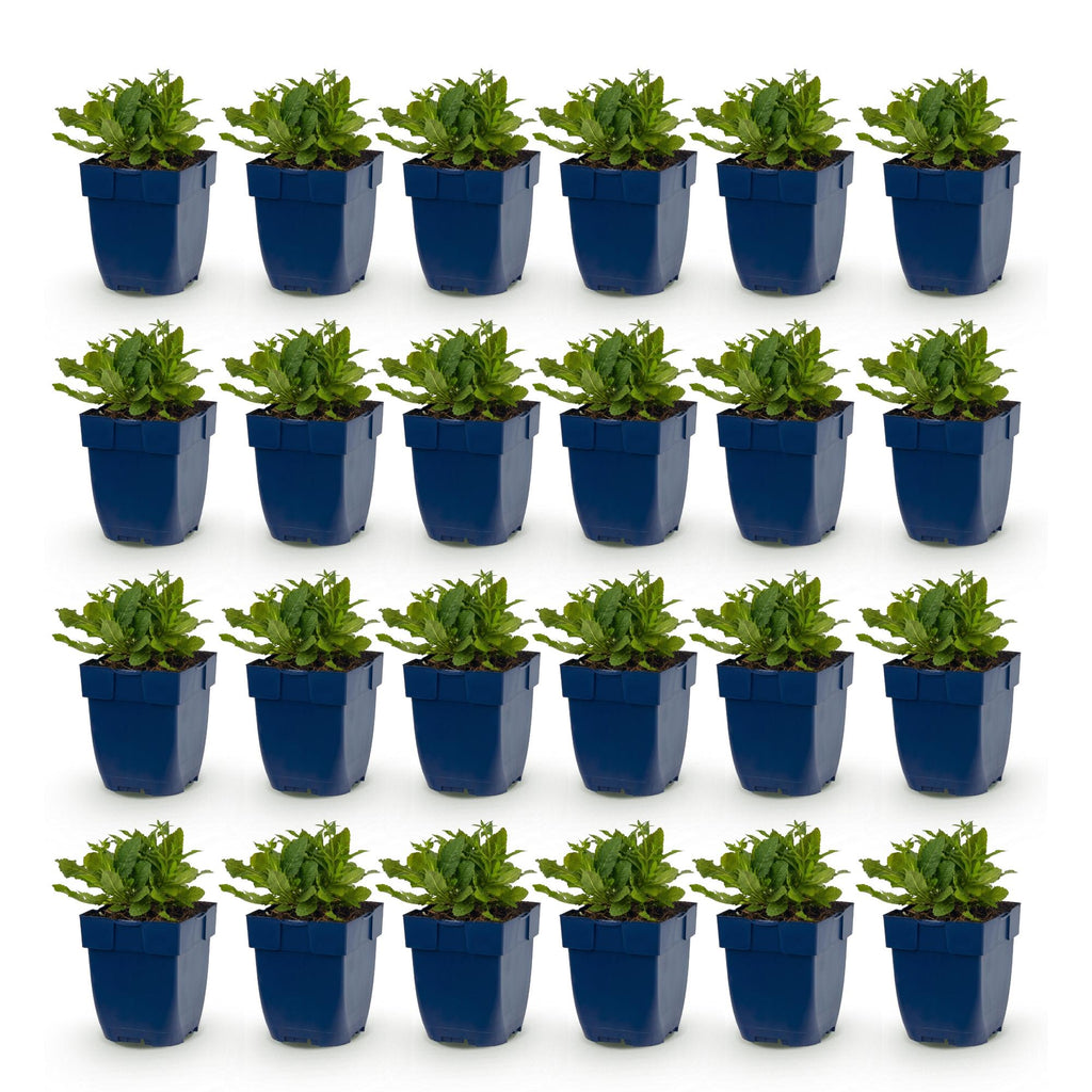 Vasteplant - Salvia nem. Schneehügel - Salie - Bijen en Vlinderlokkers - Wit - 24 Planten - Pot 11cm - Hoogte 15-25cm