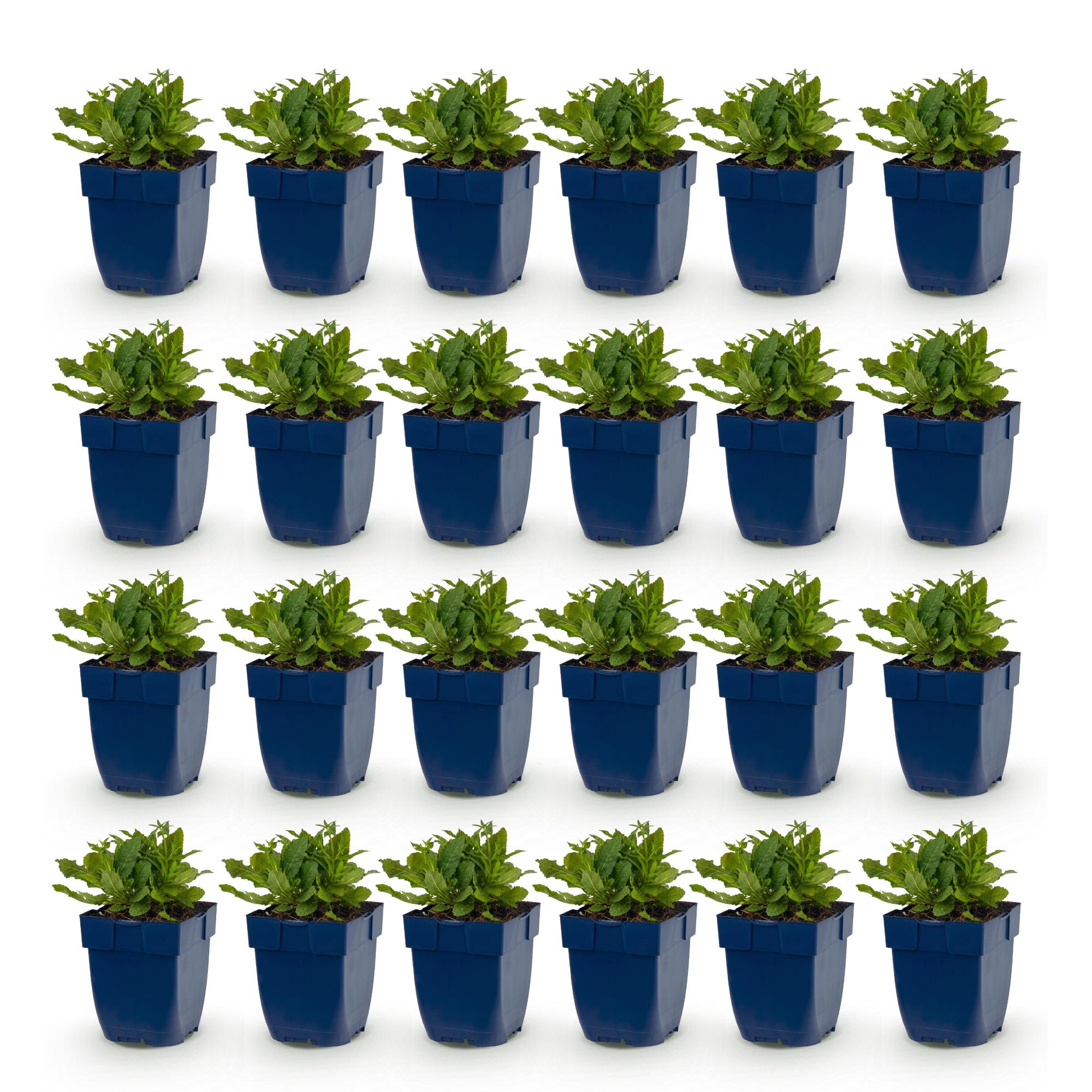 Vasteplant - Salvia nem. Schneehügel - Salie - Bijen en Vlinderlokkers - Wit - 24 Planten - Pot 11cm - Hoogte 15-25cm