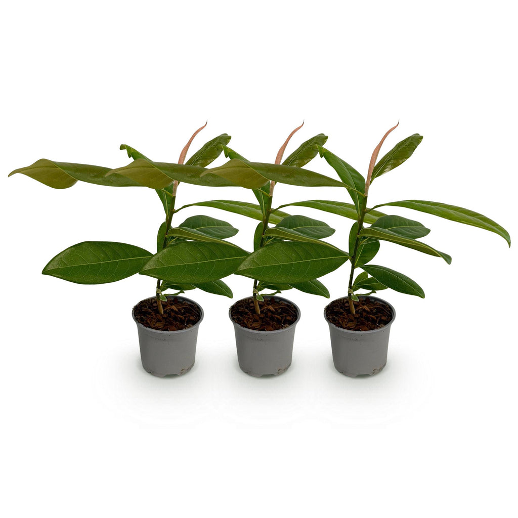 Tuinplant - Magnolia grandiflora - Bloem Wit - 3 Planten - Bladhoudend - Weinig Onderhoud - Pot 12cm Hoogte 30cm
