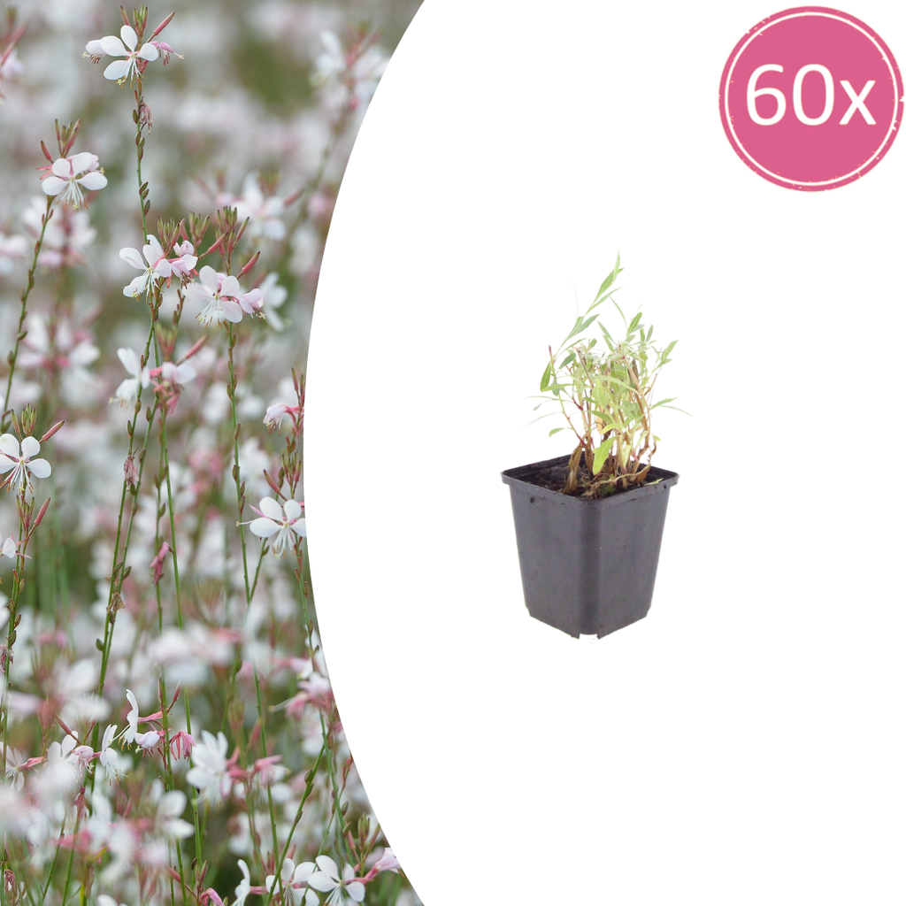 60x Gaura lindheimeri - ↕10-25cm - Ø9cm