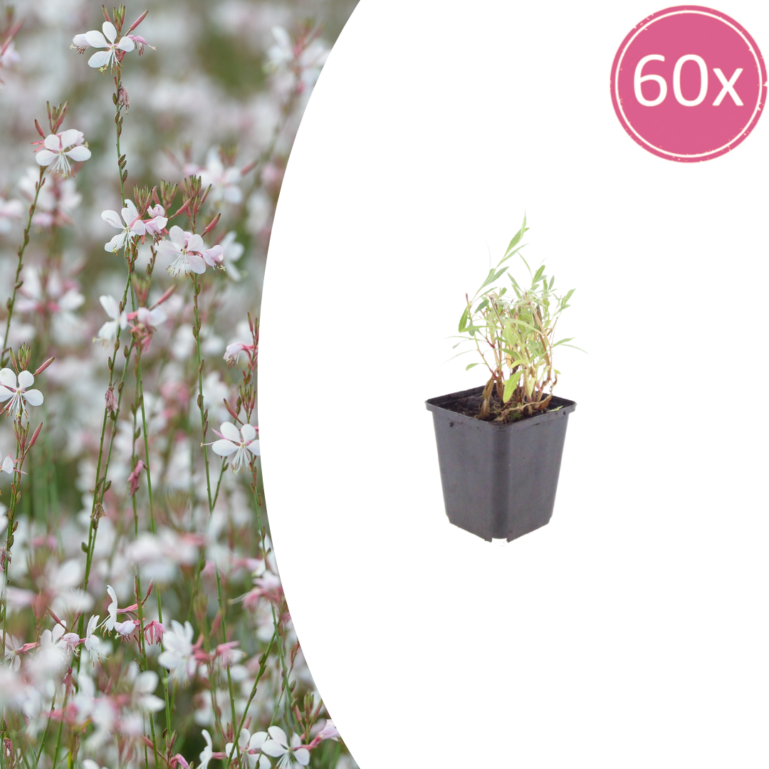 60x Gaura lindheimeri - ↕10-25cm - Ø9cm