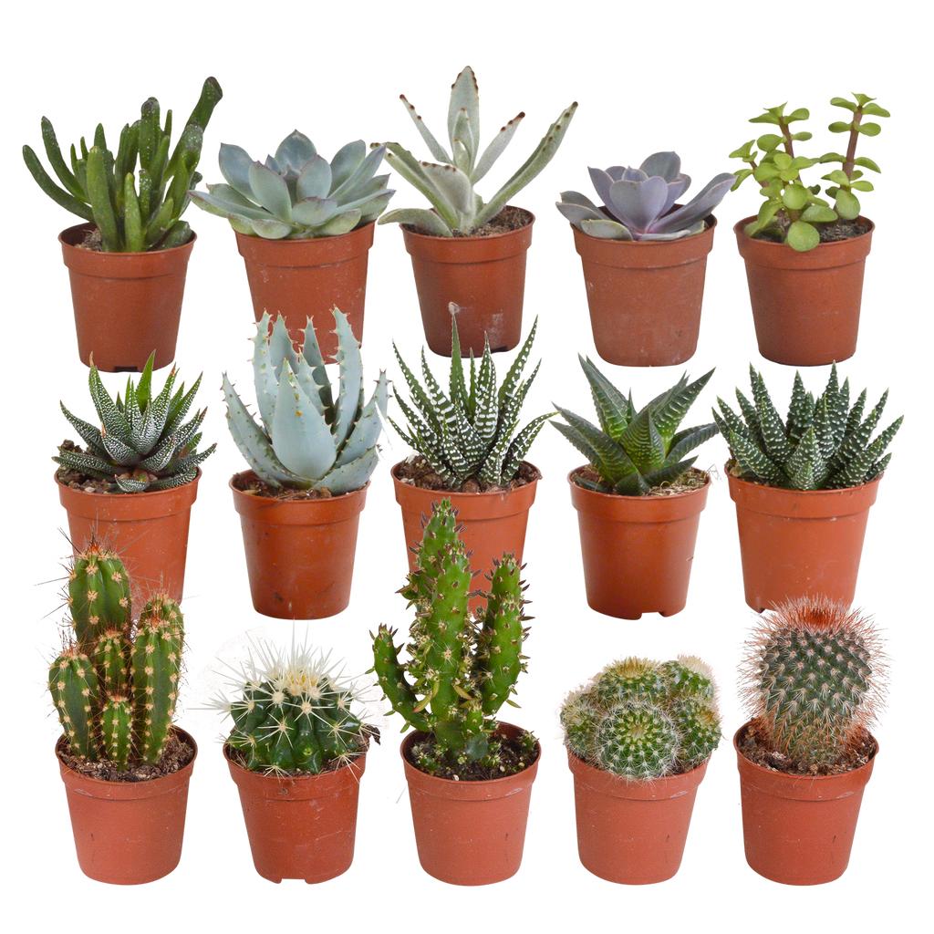 Cactus en vetplanten mix 5.5 cm | 15 stuks - zonder pot