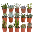 Cactus en vetplanten mix 5.5 cm | 15 stuks - zonder pot