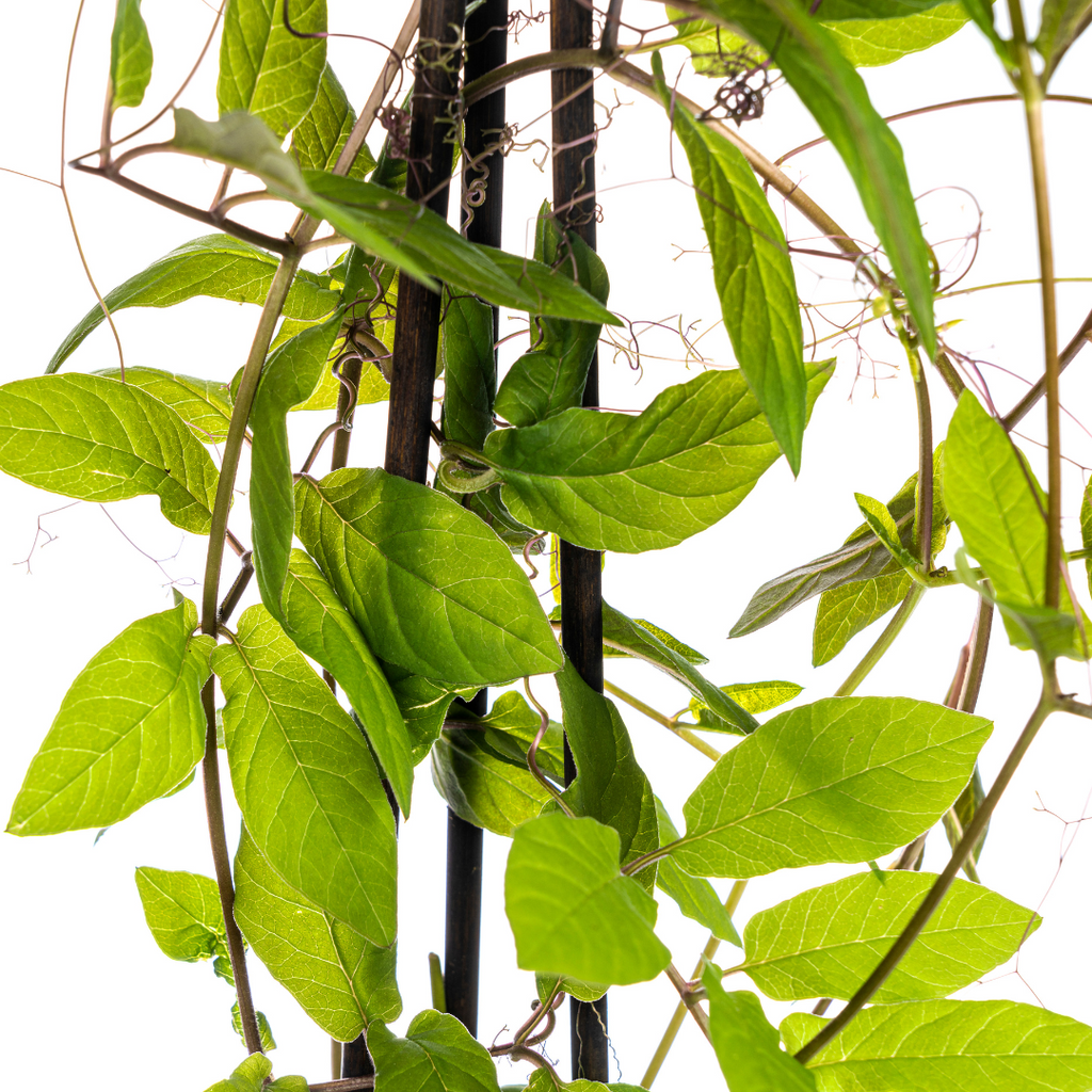4x Cobea Scandens Violet Blue Ø13 cm - ↕60 cm