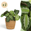 Kamerplant - Maranta Fascinator Silverband - Gebedsplant - Huisdiervriendelijke Plant - Groen - 2 Planten - met Mand - Pot 12cm - Hoogte 25cm