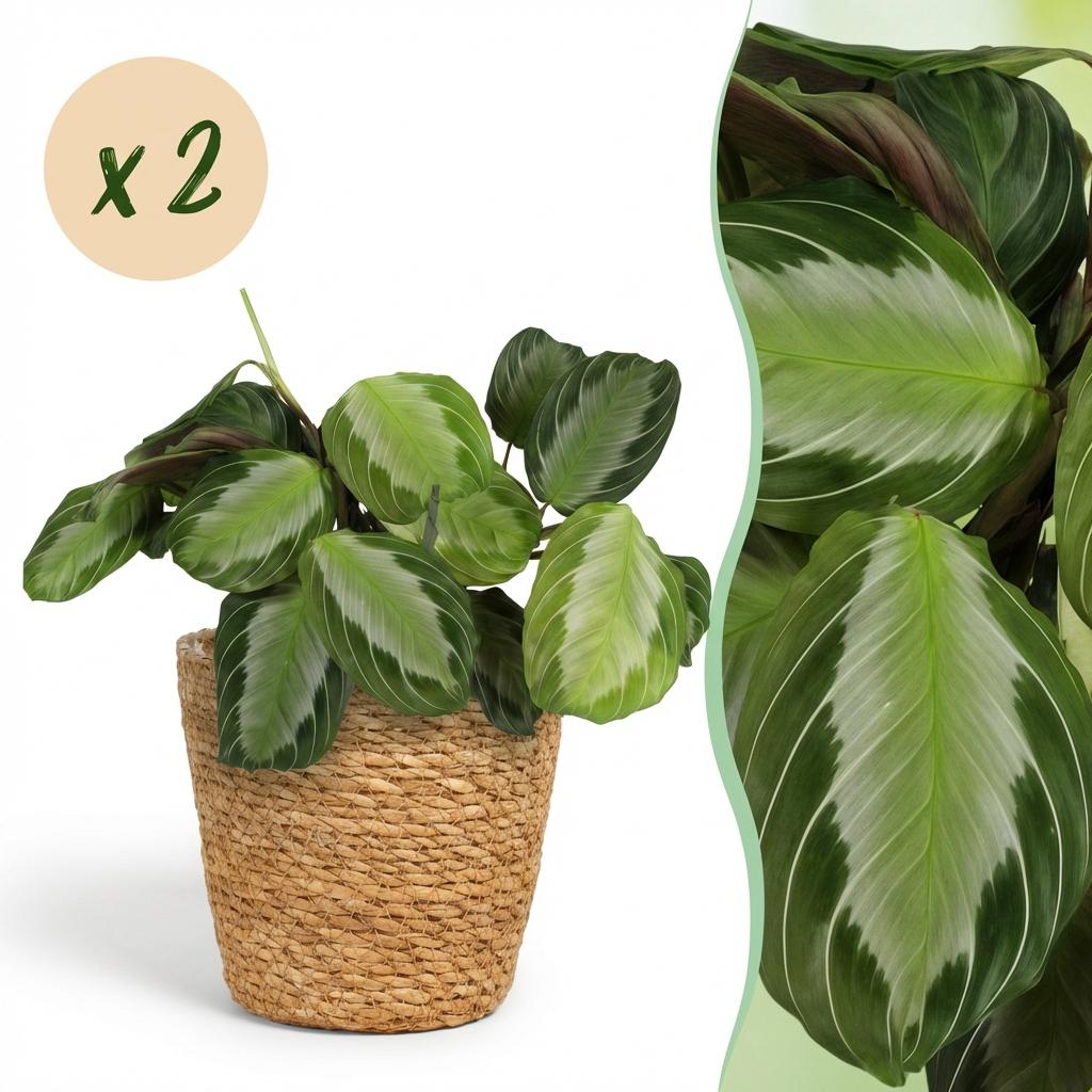 Kamerplant - Maranta Fascinator Silverband - Gebedsplant - Huisdiervriendelijke Plant - Groen - 2 Planten - met Mand - Pot 12cm - Hoogte 25cm
