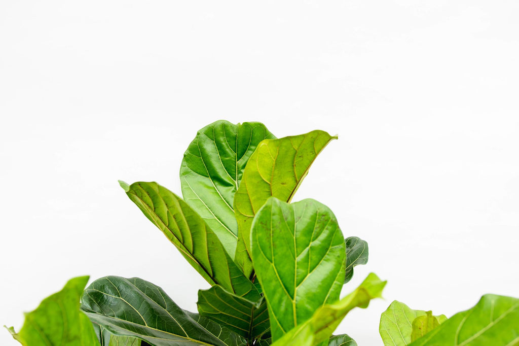 Ficus Lyrata vertakt XXL - 200cm - ø45-50 cm