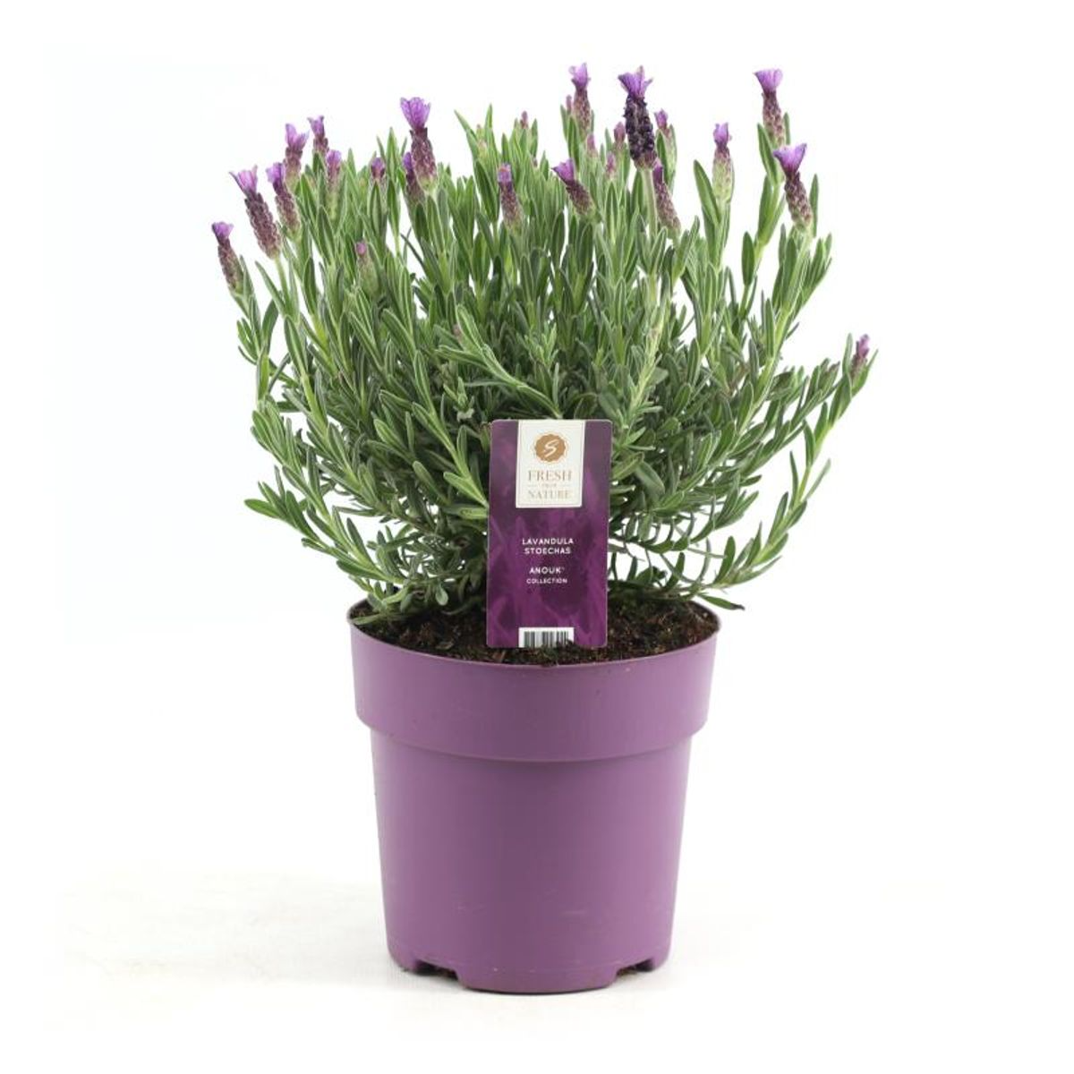 Lavendel stoechas Anouk roze Ø15 cm - ↕30 cm