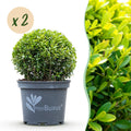 Buxus Bol - BetterBuxus Skylight - Resistant tegen de Buxus Schimmel - 2 planten - pot 23cm bol 25cm