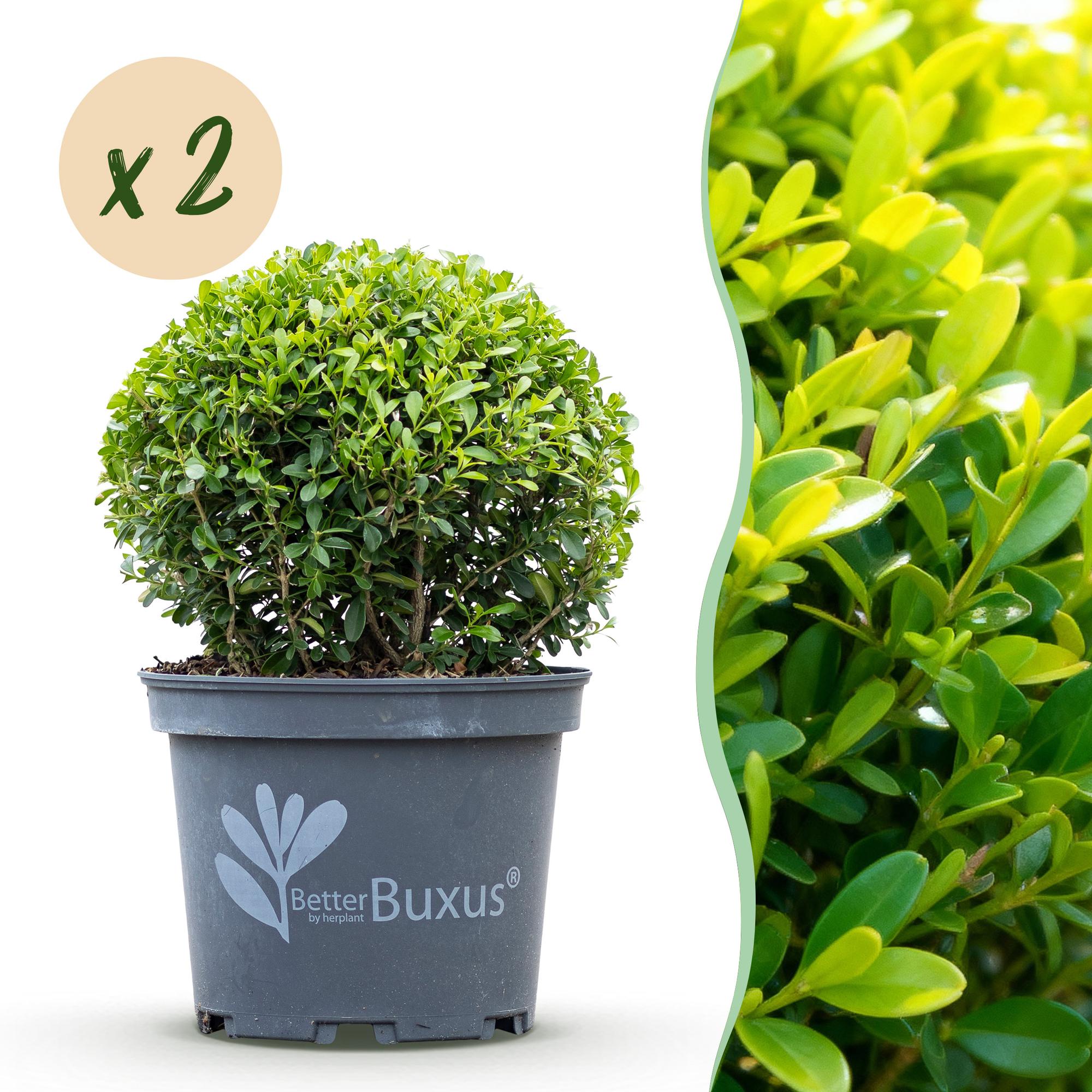 Buxus Bol - BetterBuxus Skylight - Resistant tegen de Buxus Schimmel - 2 planten - pot 23cm bol 25cm
