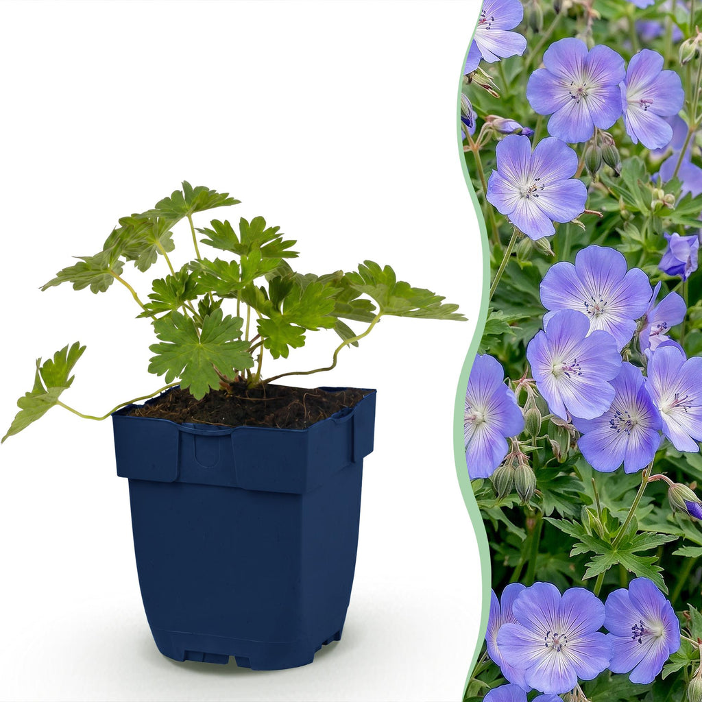 Vasteplant - Geranium 'Rozanne' - Ooievaarsbek - Bodembedekkend - Blauw - 1 Plant - Pot 11cm - Hoogte 15-25cm