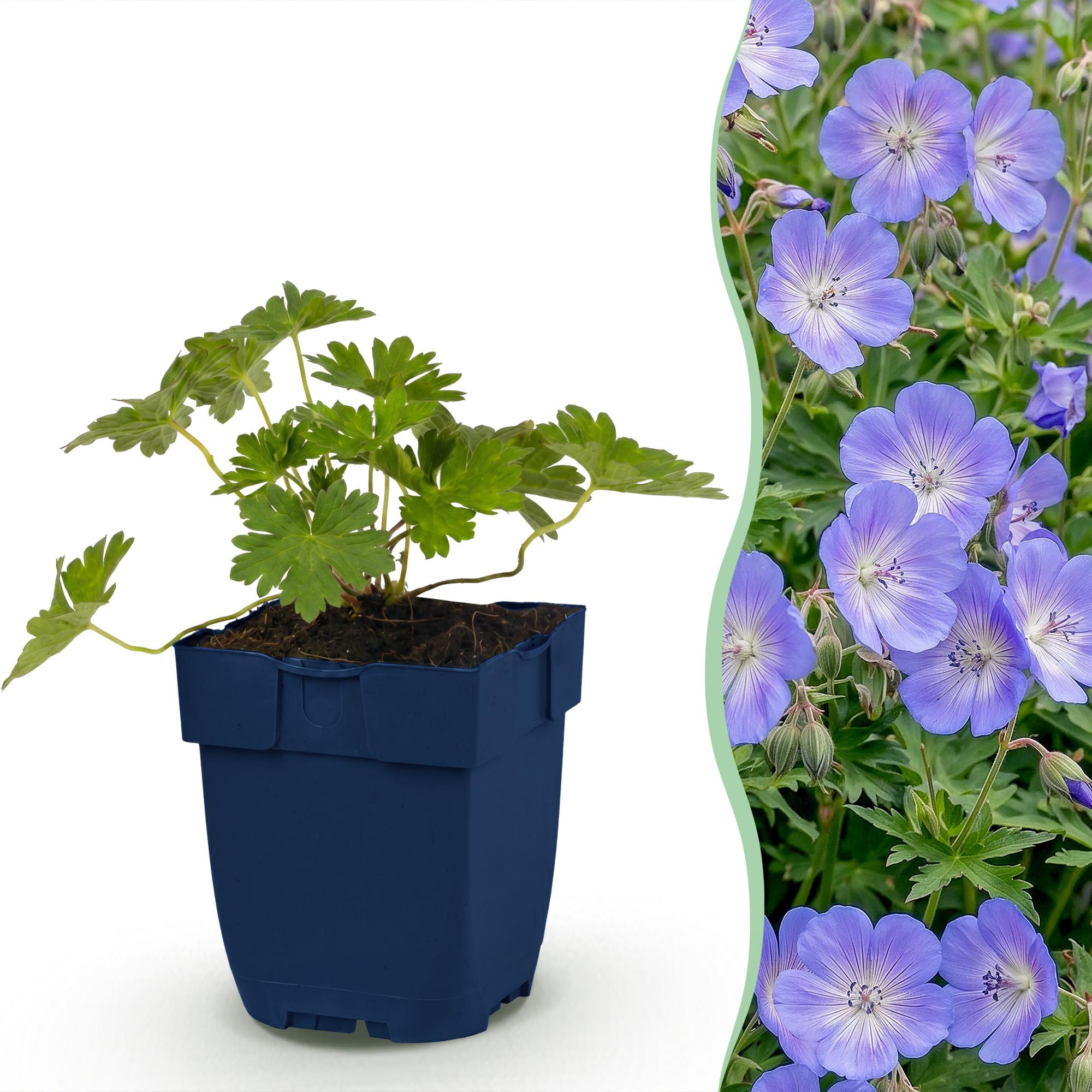 Vasteplant - Geranium 'Rozanne' - Ooievaarsbek - Bodembedekkend - Blauw - 1 Plant - Pot 11cm - Hoogte 15-25cm
