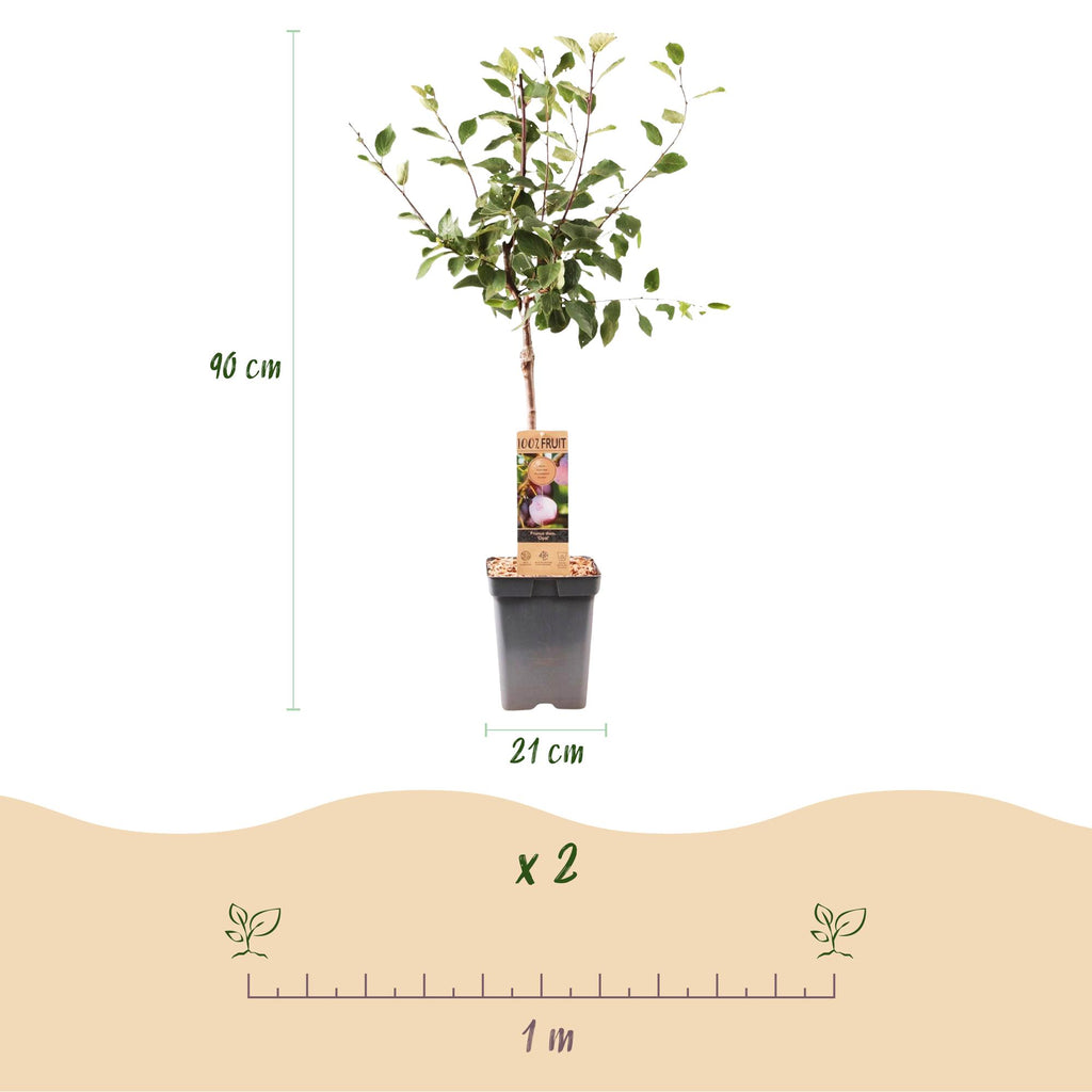 Fruitboom - Prunus domestica Opal - Pruimenboom - Winterhard - Paars-Rode Pruim - 1 Plant - Pot 21cm - Hoogte 90cm
